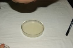 DSC07562.JPG