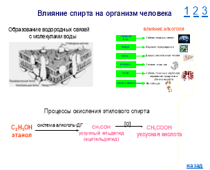 Скрытые слайды с дополнительным материалом