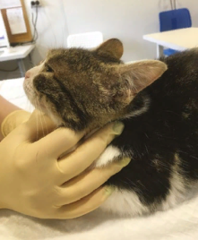 Котенок с гипотиреозом. Голова превышает размеры тела