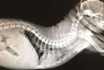 Деформация скелета у кошки с врожденным гипотиреозом