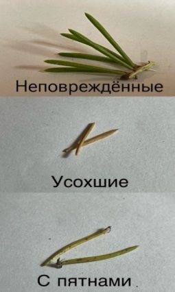 Исследование хвои ели обыкновенной (Pícea ábies)