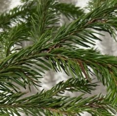 Некроз ели обыкновенной (Picea abies) с участка № 2 (Проспект Химиков (остановка «Площадь Лемаева»))
