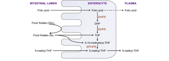 Intestinal absorption of dietary folates, folic acid and... | Download Scientific Diagram