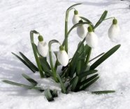 C:\Users\Мария\Desktop\00409126.jpg