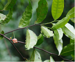 Растение Милиуса Miliusa sinensis