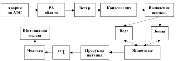 Блок-схема попадания 131I в организм человека