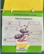 Таблички с названиями частей тела