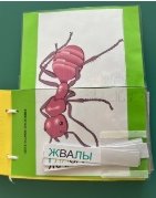Таблички с названиями частей тела