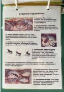 Строение муравейника
