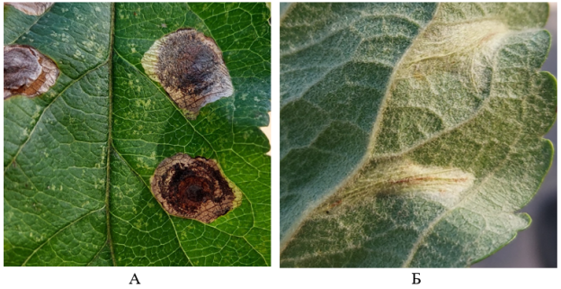 Филлофаги — вредители Malusdomestica: А — повреждения Leucoptera malifoliella (O Costa, 1836); Б — Phyllonorycter sp. (фото Н. В. Архиповой)
