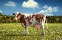 Корова - Воронежский зоопарк Официальный сайт, Зоопитомник 