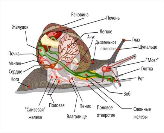 Внутреннее строение брюхоногих моллюсков [3]