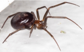 Стеатода крупная (Steatoda grossa)