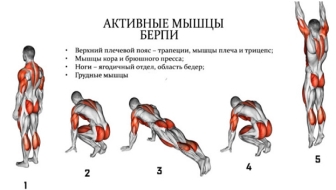Задействованные мышцы.