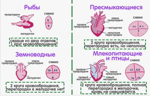 Кровеносная система позвоночных [1]