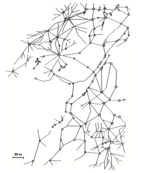 Сеть гнезд суперколонии муравьев Formica lugubris [4]