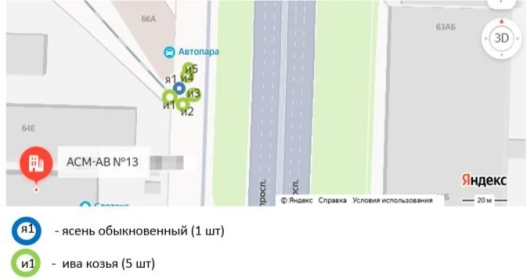 Схема участка № 1 отбора проб для оценки пылезащитных свойств посадок вблизи дорог