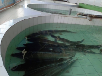 A group of fish in a pool

AI-generated content may be incorrect.