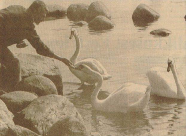 Тийт Тамби с краюхой хлеба в руке кормит лебедей на побережье Таллинского залива в Меривялья. Весна 1994 года, район Пирита, город Таллин, Эстонская Республика. Источник: Tambi T. Et õrnusest julmus ei saaks // Eesti Sõnumid. 1994. № 29. 04 mai. Lk. 9