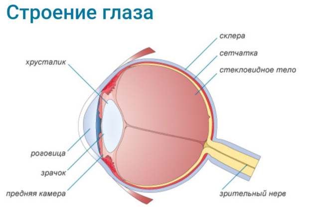 Строение глаза
