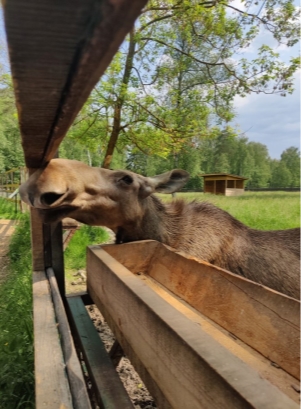 Лосиха объекта национального парка «Лосиный остров» «Лосиная биостанция»