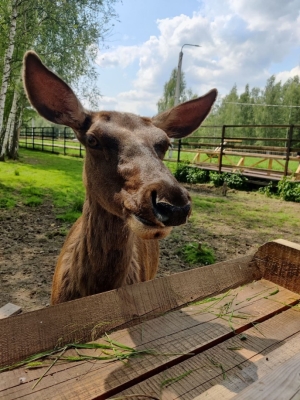 Благородный олень (марал) объекта национального парка «Лосиный остров» «Лосиная биостанция»