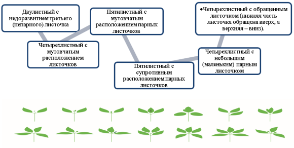 Виды уродств листа клевера