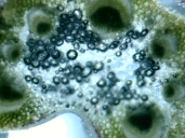 D:\Мои документы\моя диссертация\папки\анатомия\растения\клевер луговой\Новая папка\черешок\Img00000.jpg