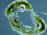 D:\Мои документы\моя диссертация\папки\анатомия\растения\клевер ползучий\черешок\Img00002.jpg