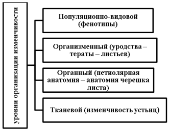 Уровни организации изучения изменчивости клевера