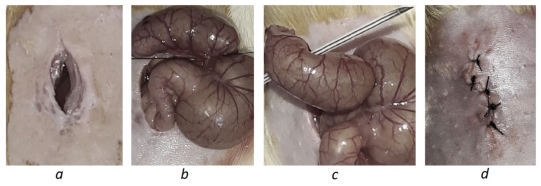 Схематическое изображение CLP-операции у крыс: a — выполнен продольный разрез брюшной стенки; b — осуществлено извлечение слепой кишки и ниже илеоцекального клапана наложена лигатура; с — выполнено однократное пунктирование слепой кишки иглой; d — возвращена слепая кишка в брюшную полость и осуществлено ушивание брюшной стенки