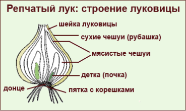 https://4.bp.blogspot.com/-f7FfPejrHFc/VvgQCBI7VuI/AAAAAAAAu6I/d-4YnKoJ7tkwWzvDgml_7RAK3YaUUJbaQ/s1600/luk_stroenie.png