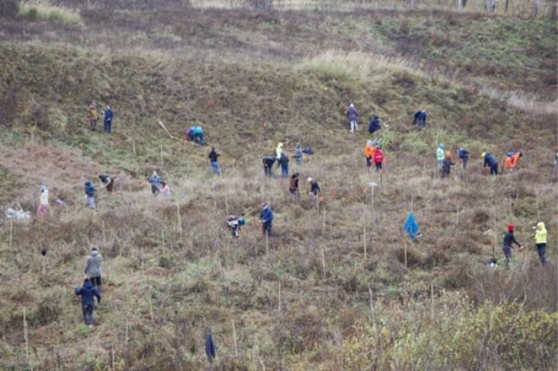 «Лес растет» (фото: природоохранный проект «Земля касается каждого»)