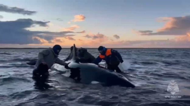 «Косатки спасены» (фото: МЧС России)