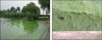 Цветение Microcystis aeruginosa в озере Тайху