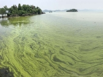 Одновременное цветение Microcystis и Chlorella в озере Тайху