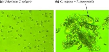 Образование колоний Chlorella в присутствии хищника
