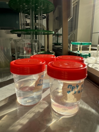 Исходные пробы воды