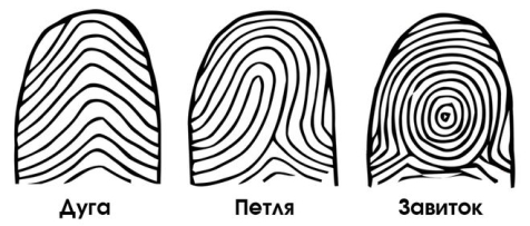 Типы папиллярных узоров