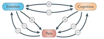 Петли обратной связи между болью, эмоциями и познанием