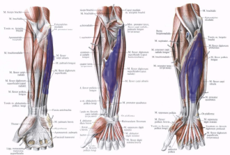 Мышцы передней группы предплечья [адаптировано, 1, c. 264, 265]