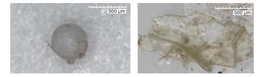 Образец белого (слева) и прозрачного (справа) МП