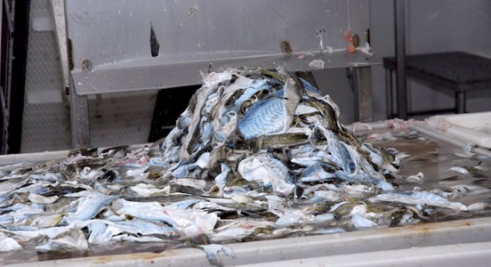 Твёрдые отходы переработки рыбы