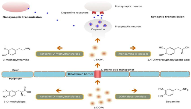 Схема демонстрирует ключевые этапы фармакокинетики и фармакодинамики леводопы, а также основные ферментативные пути её метаболизма в периферии и центральной нервной системе