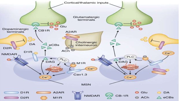 Схема иллюстрирует интегративную синаптическую регуляцию активности средних шипиковых нейронов (MSN) полосатого тела за счёт взаимодействия кортикоталамических глутаматергических, дофаминергических и холинергических входов с участием рецепторов D1/D2, NMDA, M1 и A2A, эндоканнабиноидной системы (CB1R) и внутриклеточных каскадов PLC–DAG–Ca²⁺ (включая Cav1.3), определяющих возбудимость нейрона