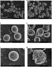 Морфологические изменения в клетках Ch.vulgaris вызванные выделениями СЗВ Microcystis aeruginosа [9]
