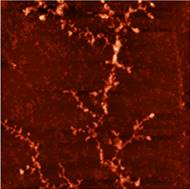 512_2mT_100x100