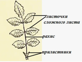 Схема строения сложного листа