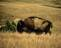 buffalo001