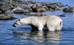 polar_bear003